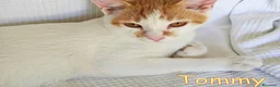Europeo gatti in regalo:  TOMMY DOLCISSIMO GATTINO - Annuncio 5