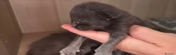 Maine Coon gatti in vendita: Cuccioli di maine coon  - Annuncio 6