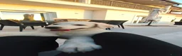Meticcio cani in regalo: Coco aspetta la sua famiglia ❤️ - Annuncio 7