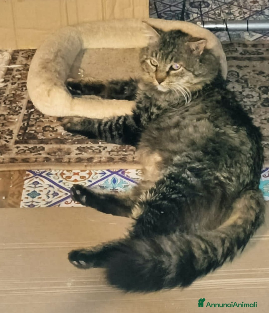 Europeo gatti in regalo: Micio tigrato pelo lungo vive solo.FIV+. SICILIAA a Città metropolitana di Milano - Annuncio 5