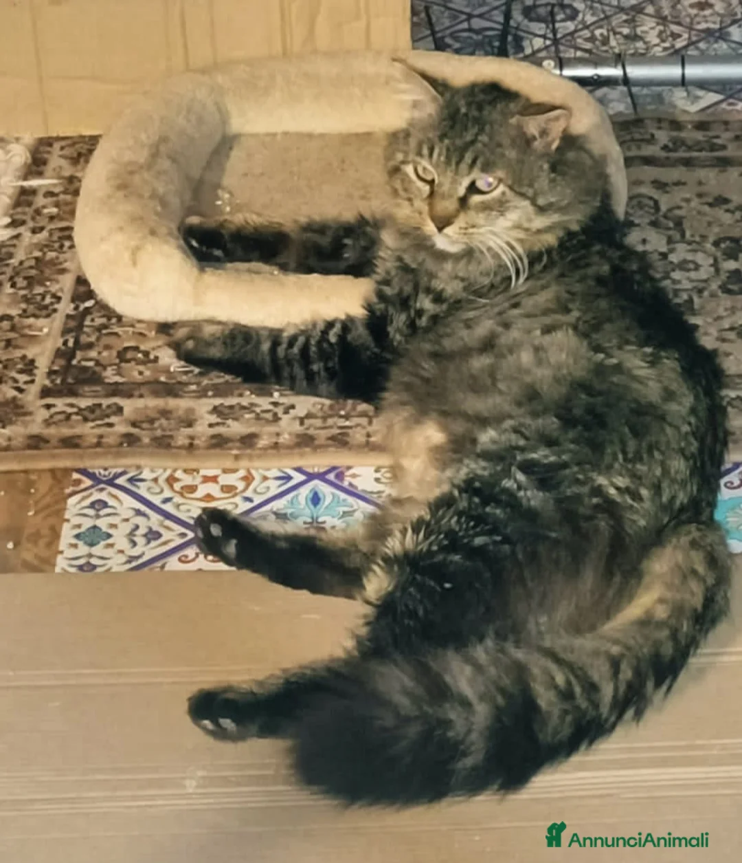 Europeo gatti in regalo: Micio tigrato pelo lungo vive solo.FIV+. SICILIAA a Città metropolitana di Milano - Annuncio 5