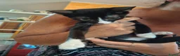 Meticcio gatti in regalo: 3 mesi, nata in casa, mamma FIV FELV negativa  - Annuncio 5