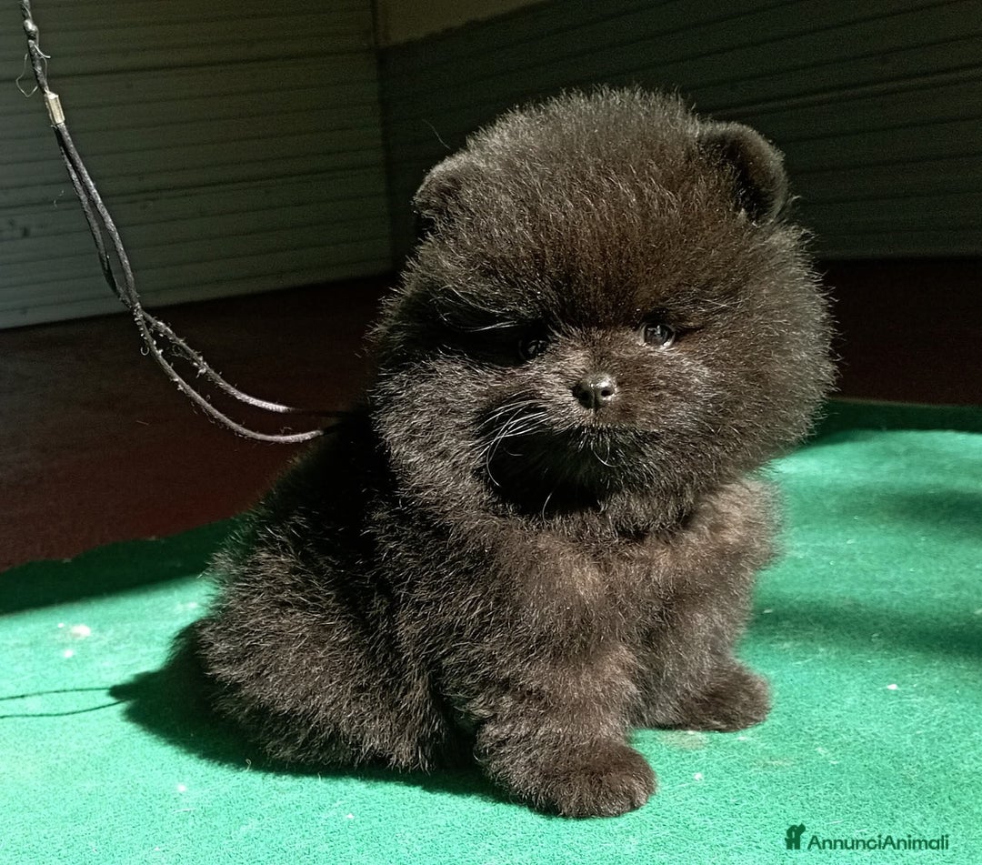 Volpino Pomerania cani in vendita: Volpini di pomerania toy  - Annuncio 2