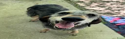 Segugio cani in regalo: Porthos 5 anni Taglia media  - Annuncio 1