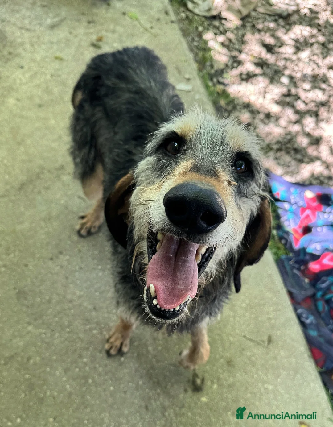 Segugio cani in regalo: Porthos 5 anni Taglia media  - Annuncio 1