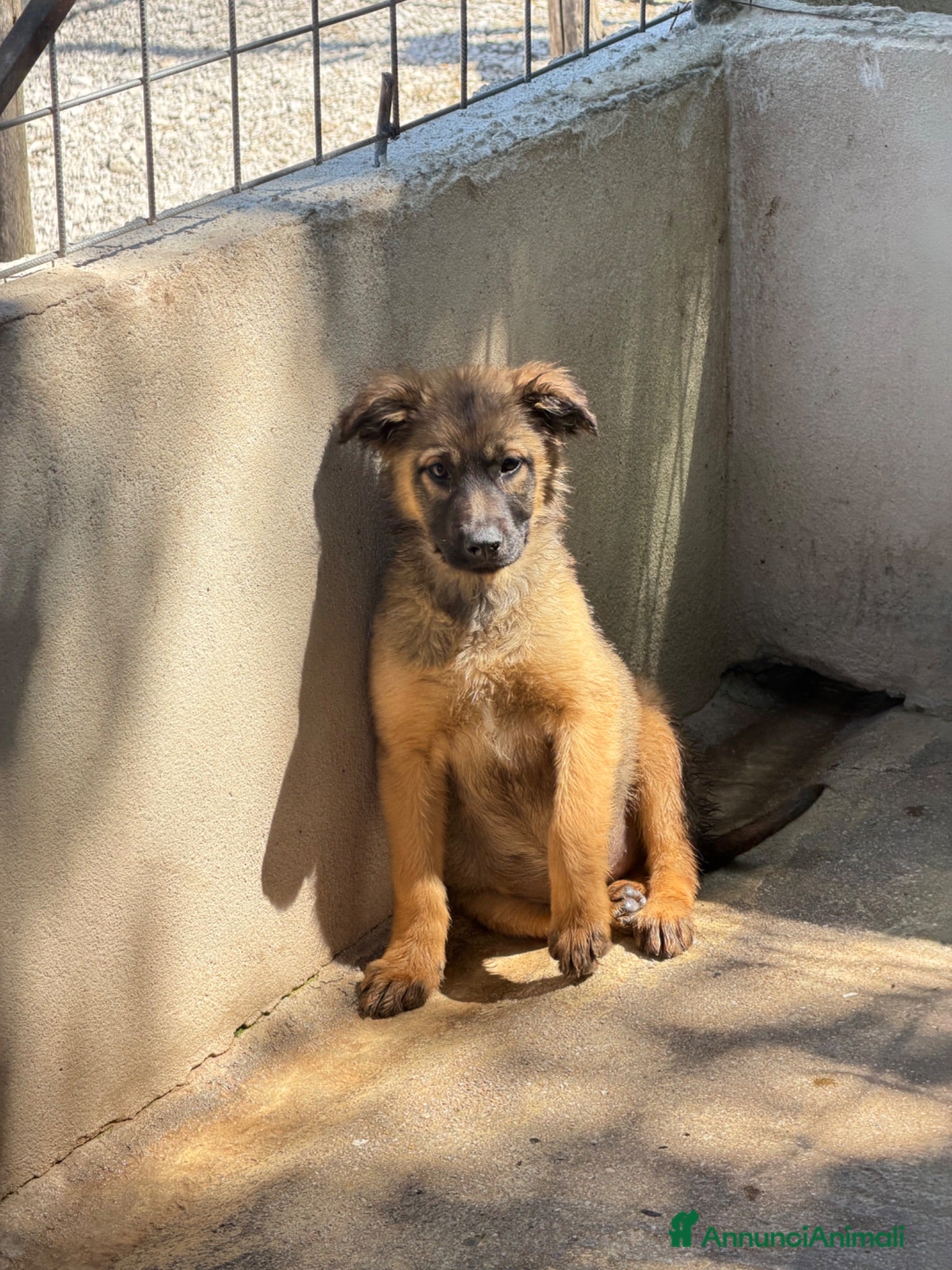 Meticcio cani Roses - Annuncio 3