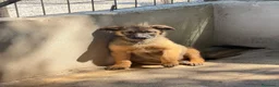 Meticcio cani in regalo: Roses a Provincia di Mantova - Annuncio 1