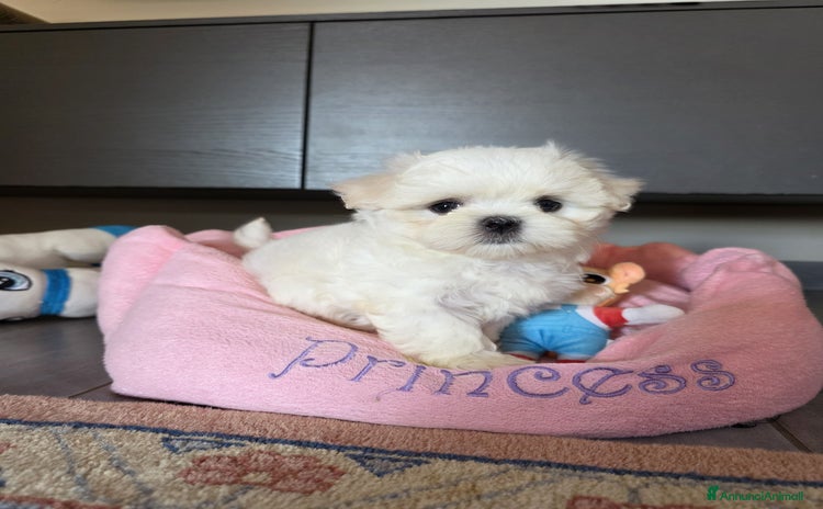 Maltese cani a Provincia di Padova - Annuncio 15