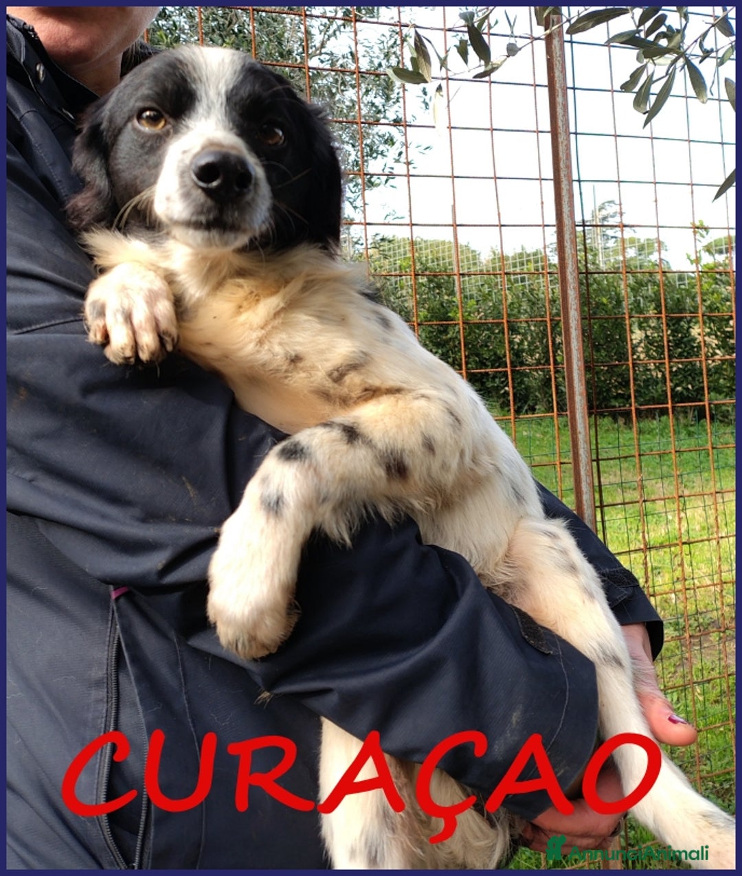 Meticcio cani in regalo: CURACAO, CUCCIOLONE 9 MESI, TIMIDO MA CERCA AMORE a Città metropolitana di Milano - Annuncio 1