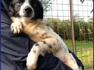 Meticcio cani CURACAO, CUCCIOLONE 9 MESI, TIMIDO MA CERCA AMORE a Città metropolitana di Milano - Annuncio 2