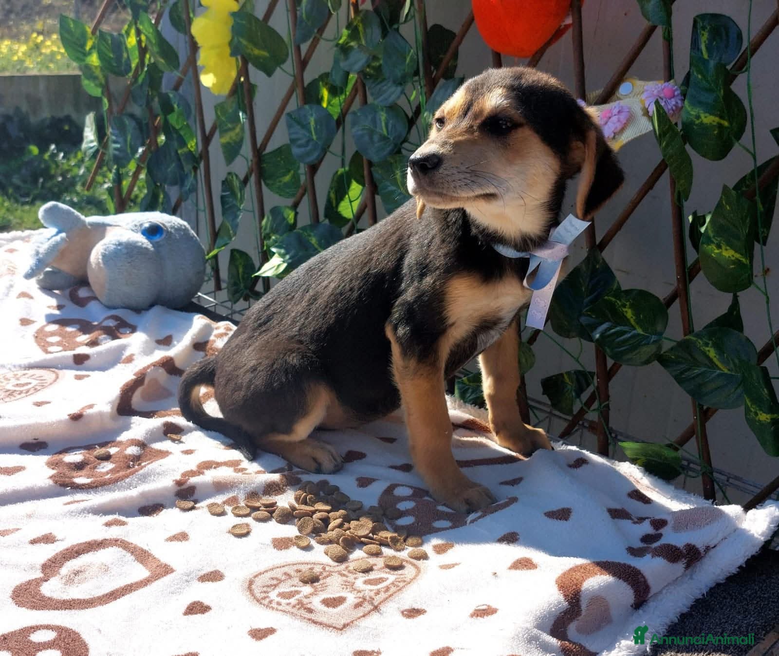 Meticcio cani Piccola Denise, dolcezza di 8 chili  - Annuncio 1