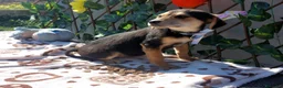Meticcio cani in regalo: Piccola Denise, dolcezza di 8 chili  - Annuncio 1