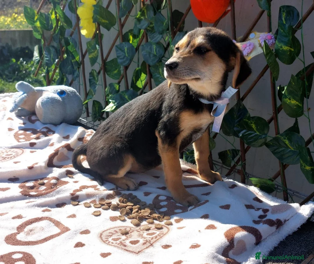 Meticcio cani in regalo: Piccola Denise, dolcezza di 8 chili  - Annuncio 1
