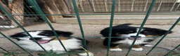 Australian Shepherd cani in vendita: Cucciolo pastore australiano black tricolor - Annuncio 6