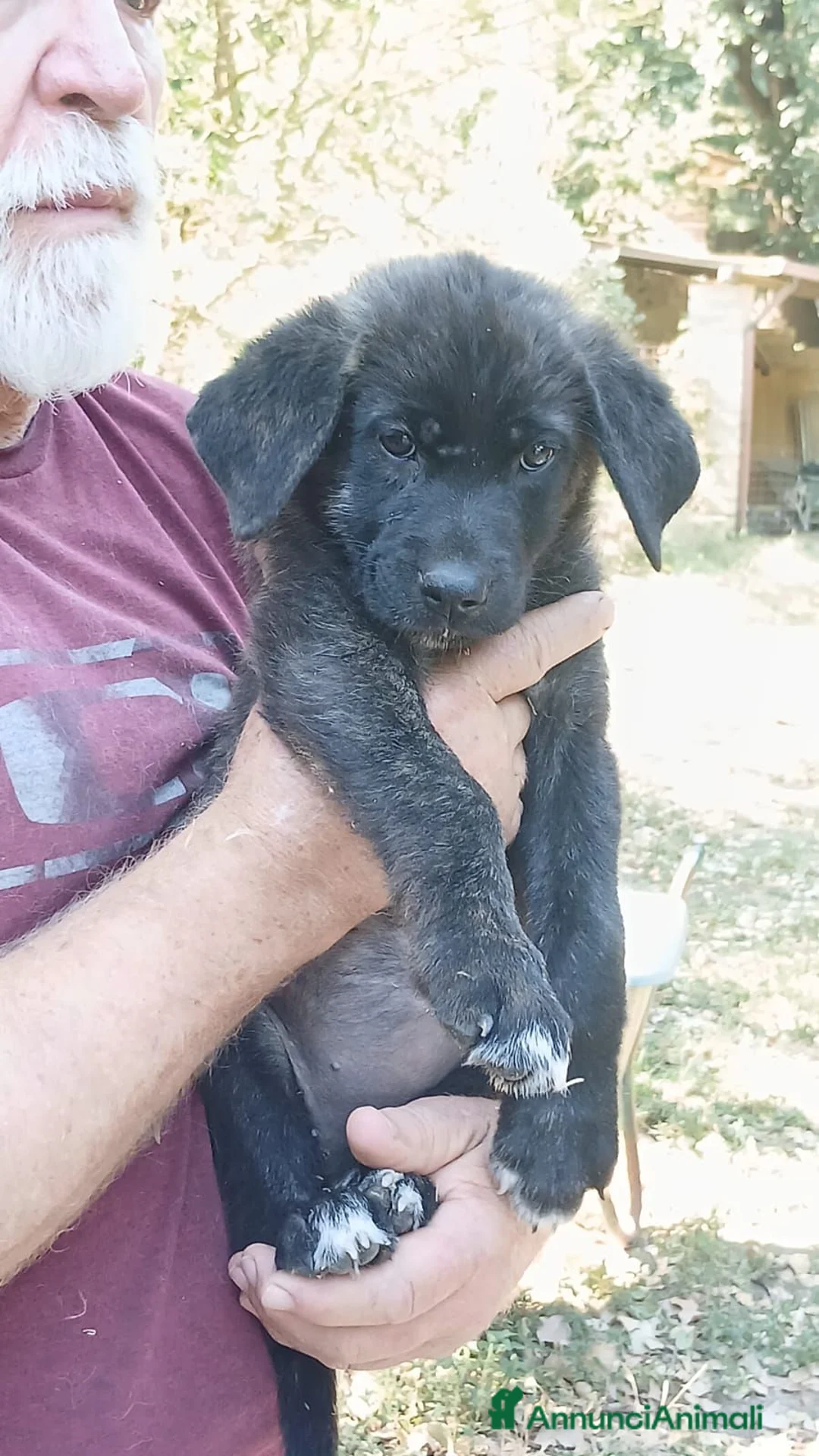 Meticcio cani in regalo: BETH HA BISOGNO DI UNA CASA E TANTO AMORE - Annuncio 4