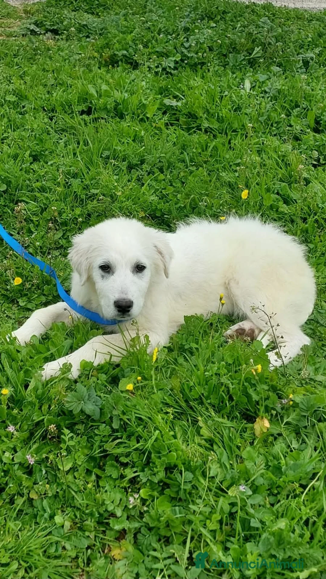 Pastore Maremmano cani in regalo: Sisma - Annuncio 10