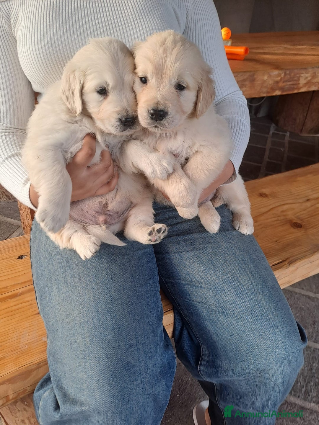 Golden Retriever cani in vendita: Golden retriever - Annuncio 2