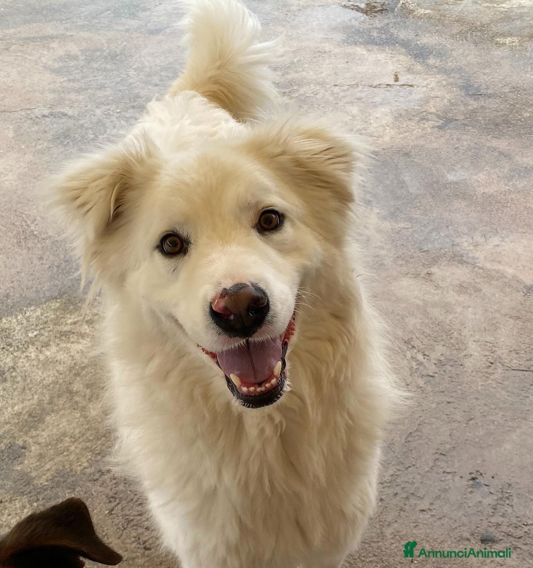 Meticcio cani in regalo: NEVE bellissima cagnolina 3 anni cerca adozione - Annuncio 3