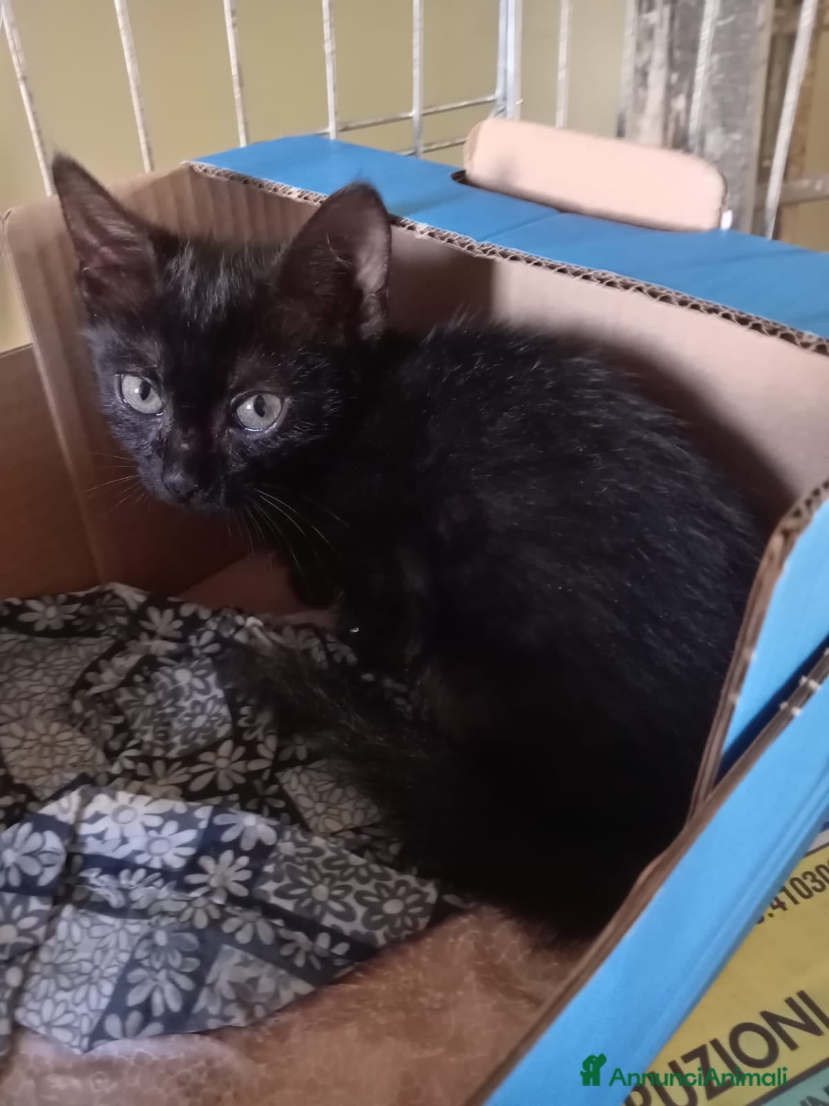 Europeo gatti gattino 2 mesi cerca casa❤️❤️ - Annuncio 6