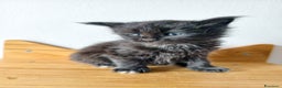 Maine Coon gatti in vendita: Cucciolo Maine coon nero  - Annuncio 6