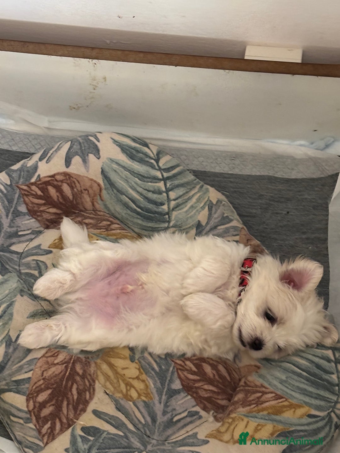 Maltese cani in vendita: Rimasti due cuccioli di maltese  a Provincia di Pesaro e Urbino - Immagine 1