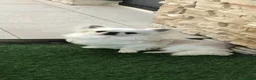 Chihuahua cani in vendita: Maschietto pelo lungo  - Annuncio 1