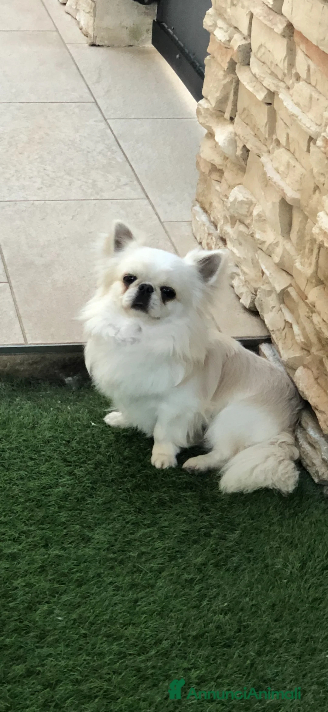 Chihuahua cani in vendita: Maschietto pelo lungo  - Annuncio 1