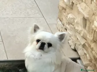 Chihuahua cani Maschietto pelo lungo - Annuncio 17