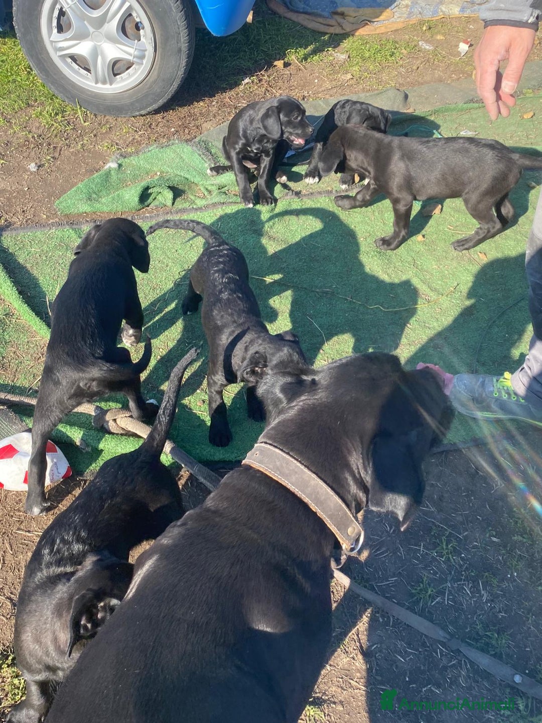 Cane Corso cani in vendita: Cuccioli  - Annuncio 3