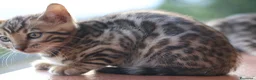 Bengala gatti in vendita: Cuccioli Bengala a Provincia di Cosenza - Annuncio 9