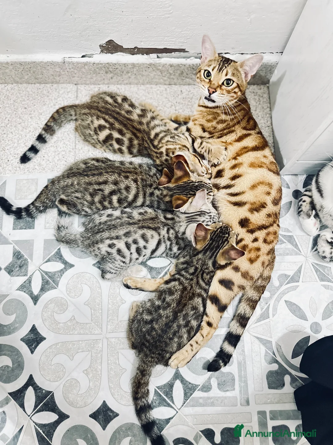 Bengala gatti in vendita: Cuccioli bengala  a Provincia della Spezia - Annuncio 1