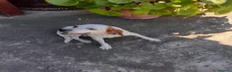 Setter Inglese cani in regalo: Splendido Setter inglese di 4 anni (Catania) - Annuncio 4