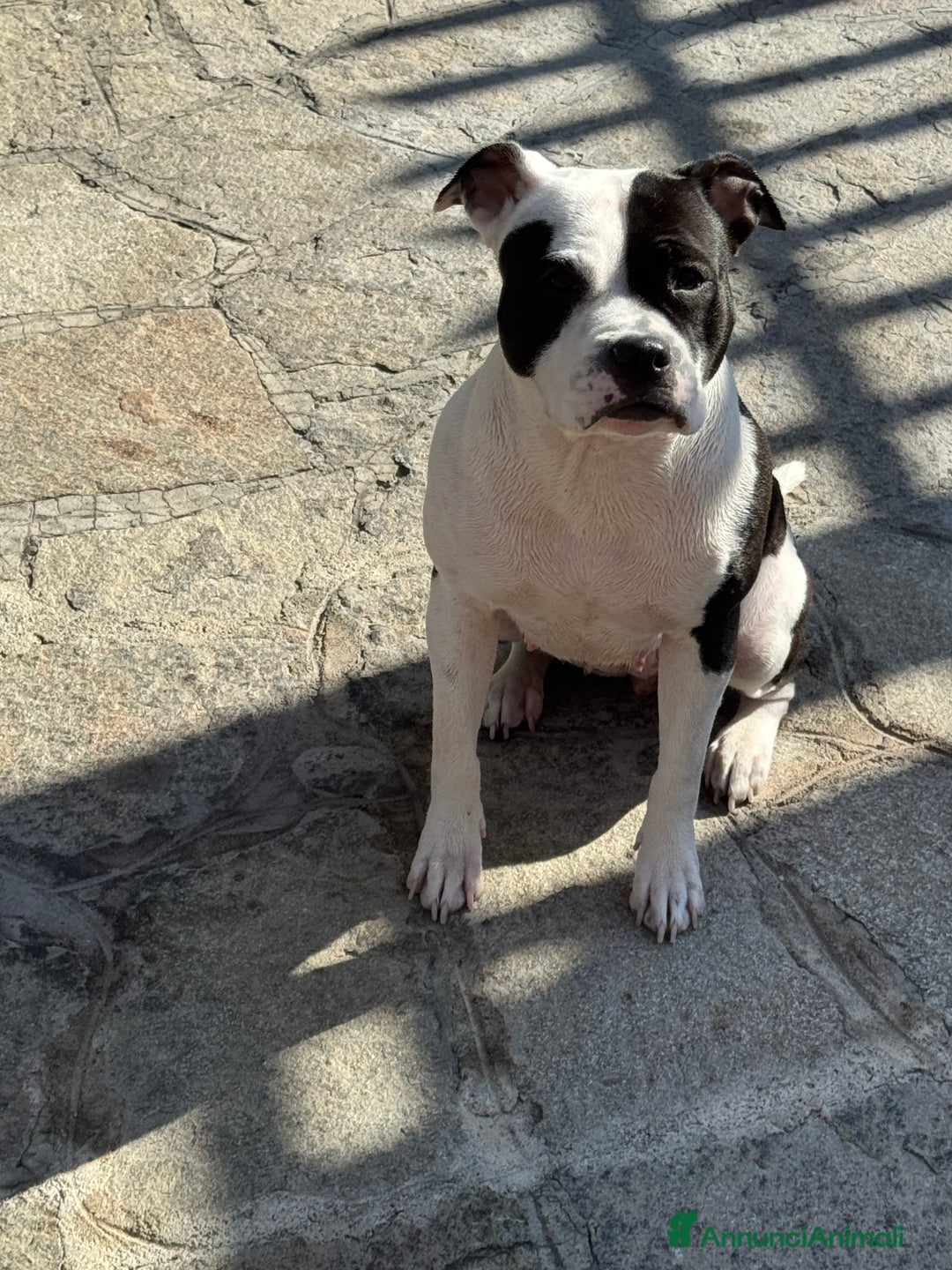 Pitbull cani in vendita: Pitbull terrier ukc - Annuncio 3