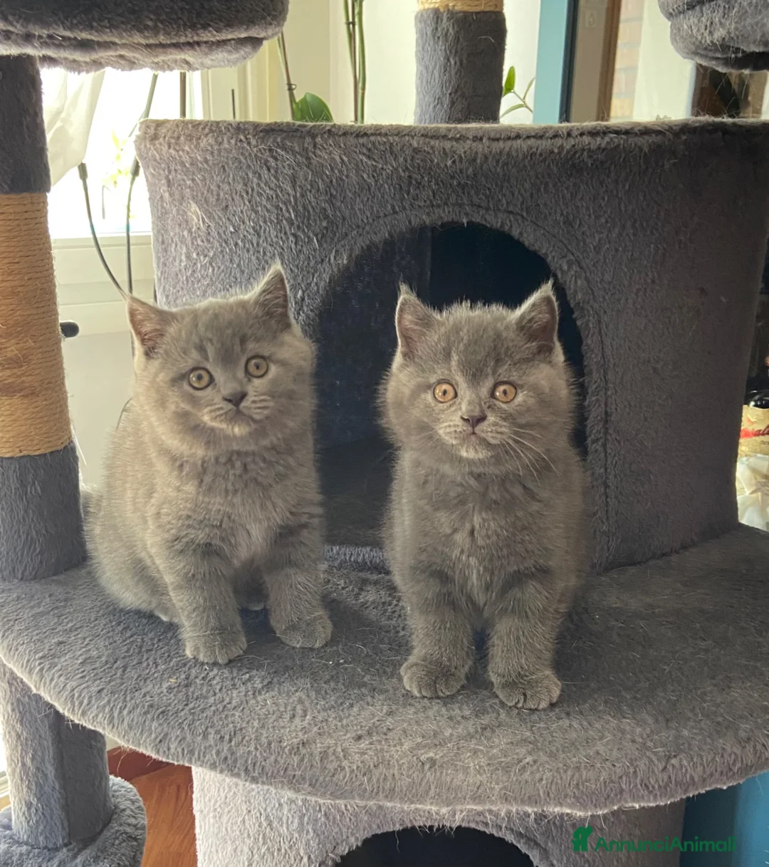 Scottish gatti in vendita: Cuccioli Scottish straight  - Annuncio 8