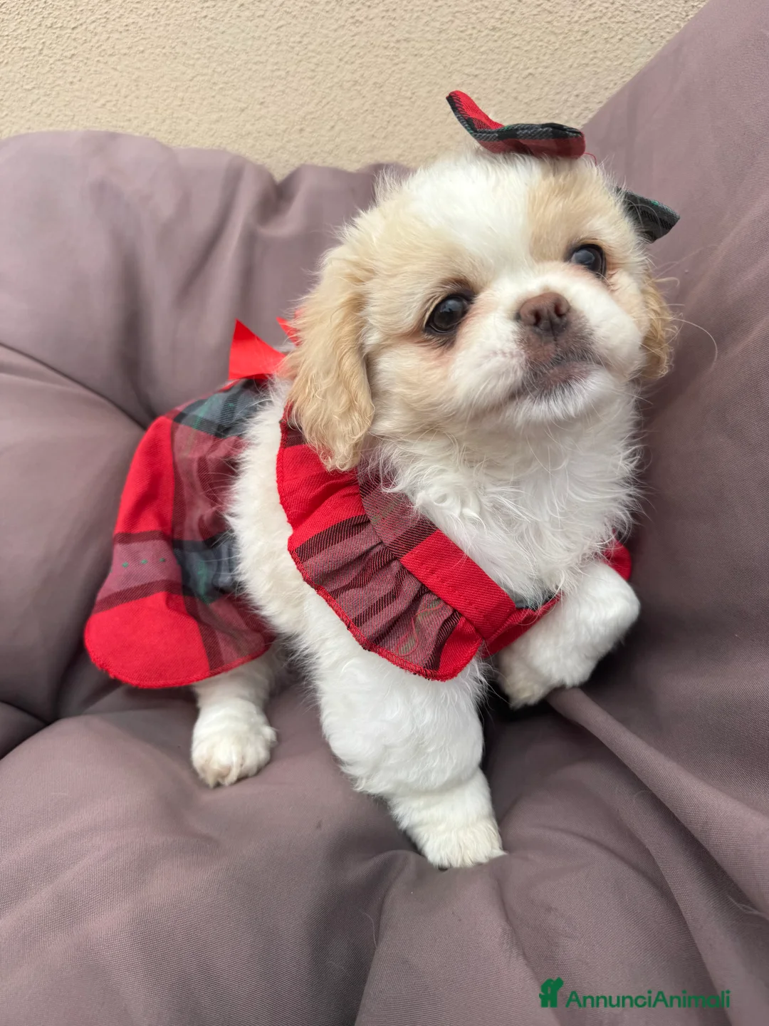 Pechinese cani in vendita: Cuccioli pechinese  - Annuncio 3