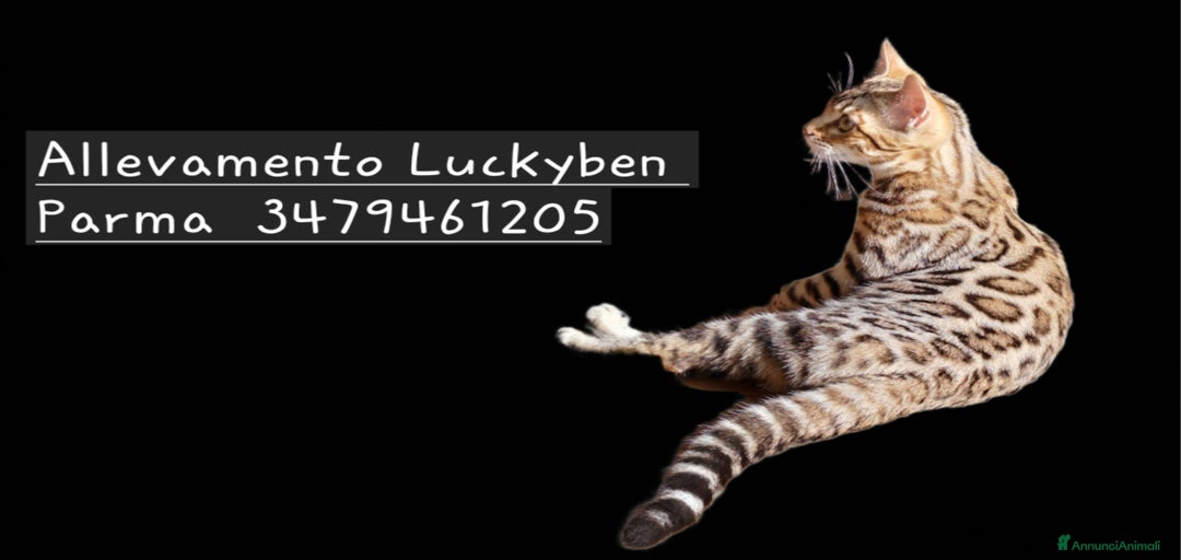 Immagine della galleria {{count}}