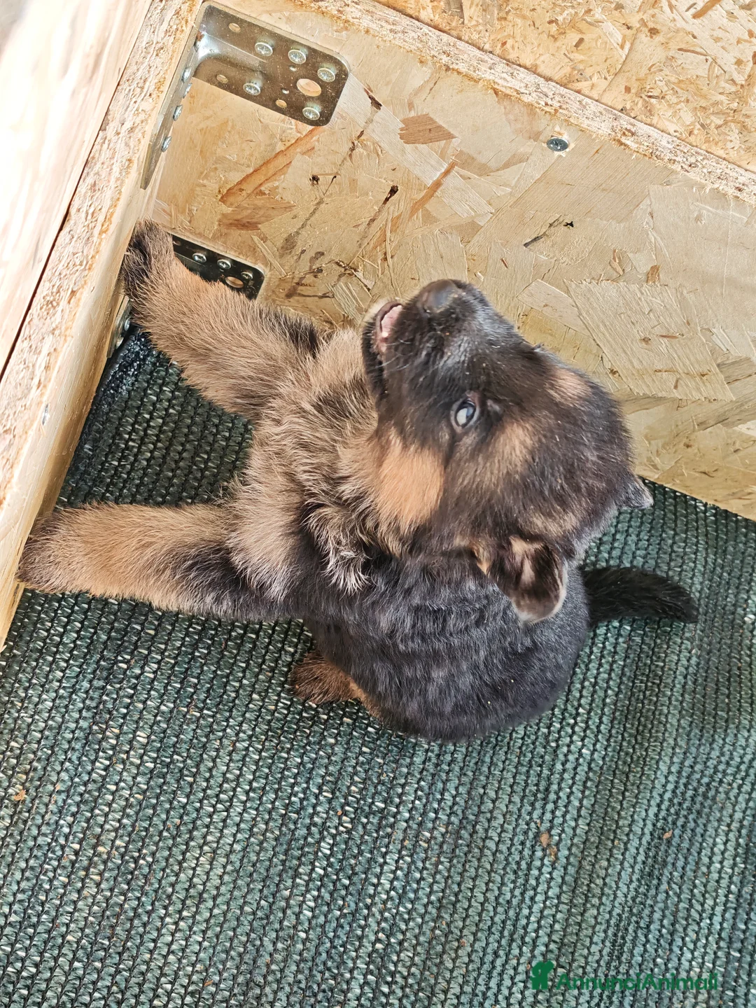 Pastore Tedesco cani in vendita: Cuccioli di pastore tedesco  - Annuncio 5