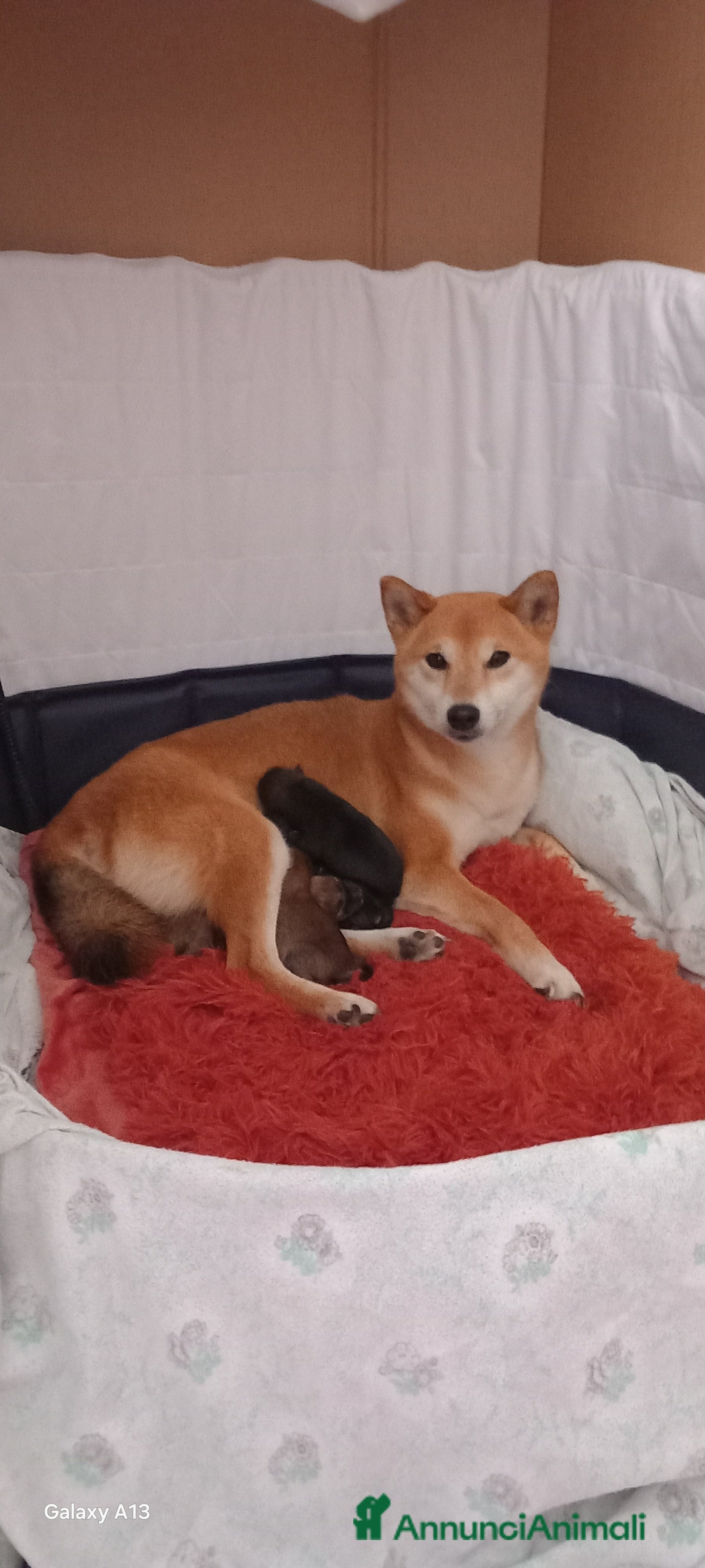 Shiba Inu cani Cuccioli shiba inu pedigree  - Annuncio 2