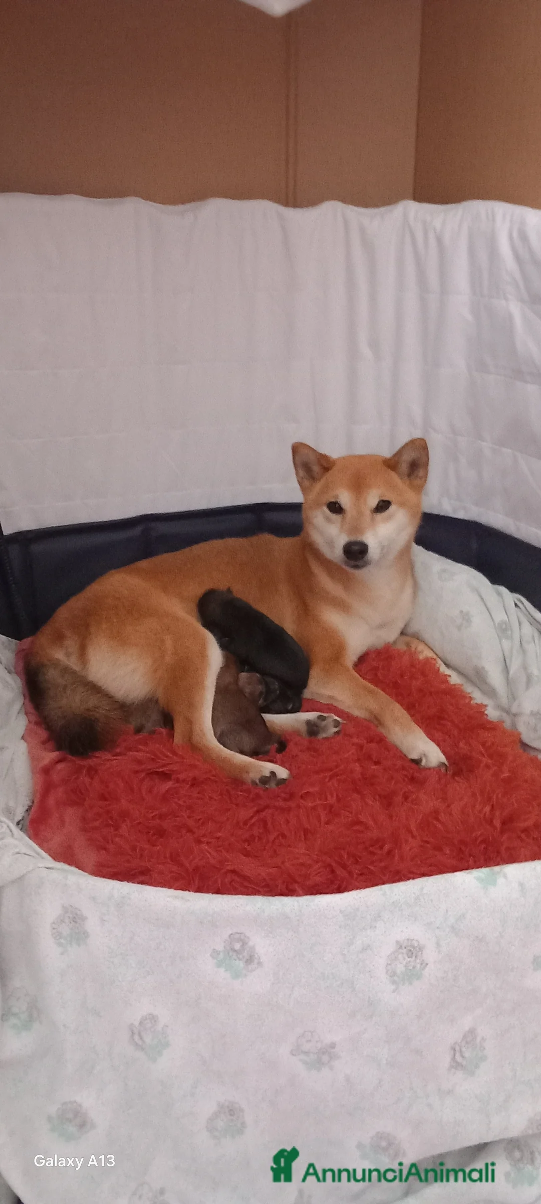 Shiba Inu cani in vendita: Cuccioli shiba inu pedigree  - Annuncio 2