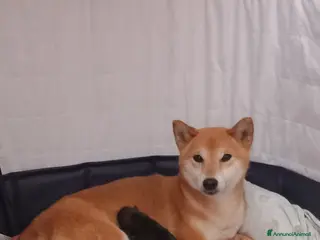 Shiba Inu cani Cuccioli shiba inu pedigree - Annuncio 28