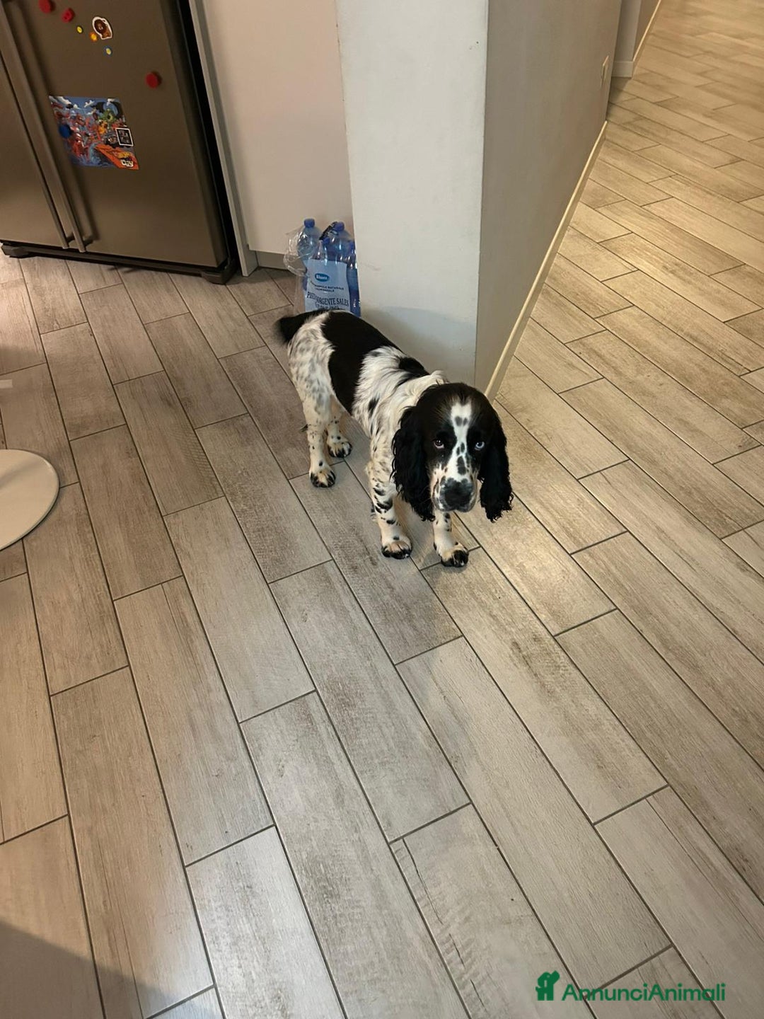 Cocker cani per accoppiamento: Cocker Spaniel Inglese da Monta - Annuncio 4