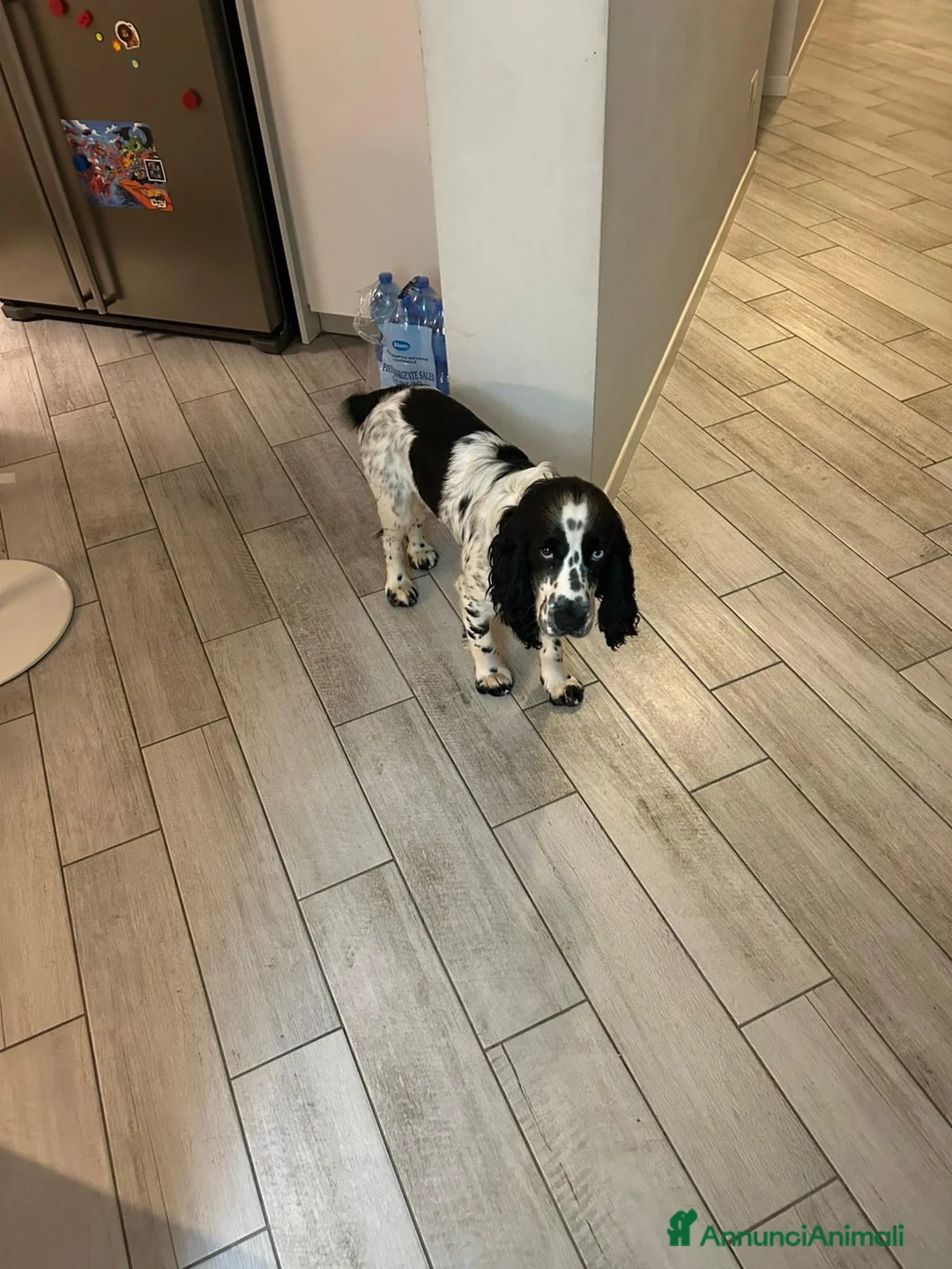 Cocker cani per accoppiamento: Cocker Spaniel Inglese da Monta - Annuncio 4