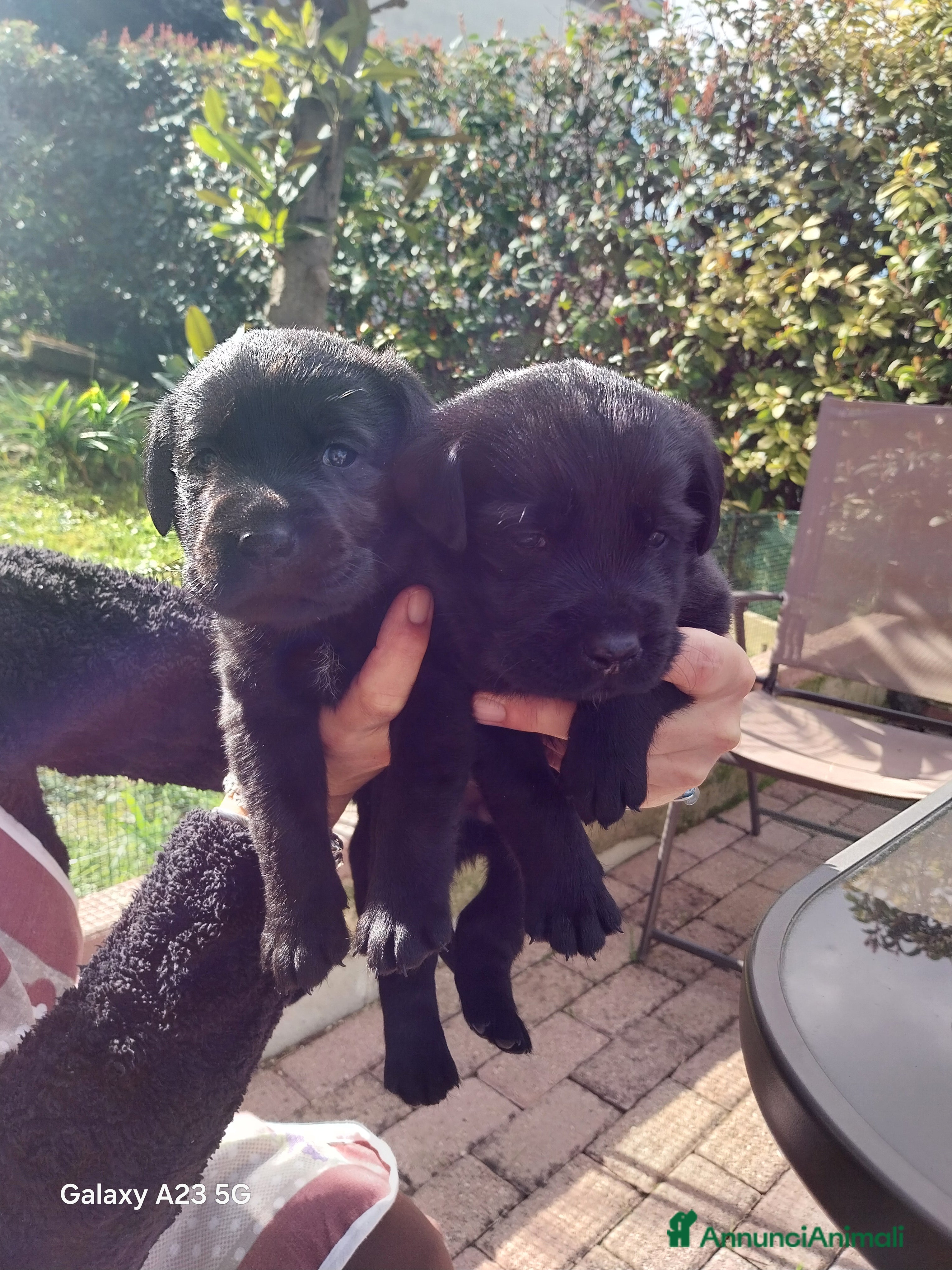 Labrador cani Labrador - Annuncio 4