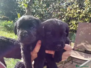 Labrador cani Labrador - Annuncio 4