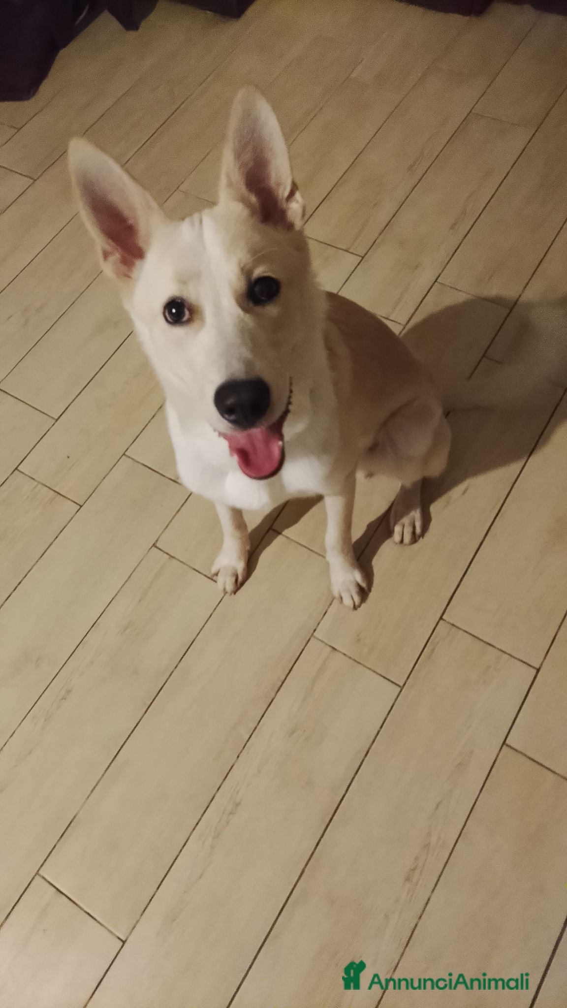 Meticcio cani ADOZIONE URGENTISSIMA!  - Annuncio 10