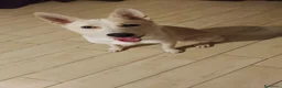 Meticcio cani in regalo: ADOZIONE URGENTISSIMA!  - Annuncio 1