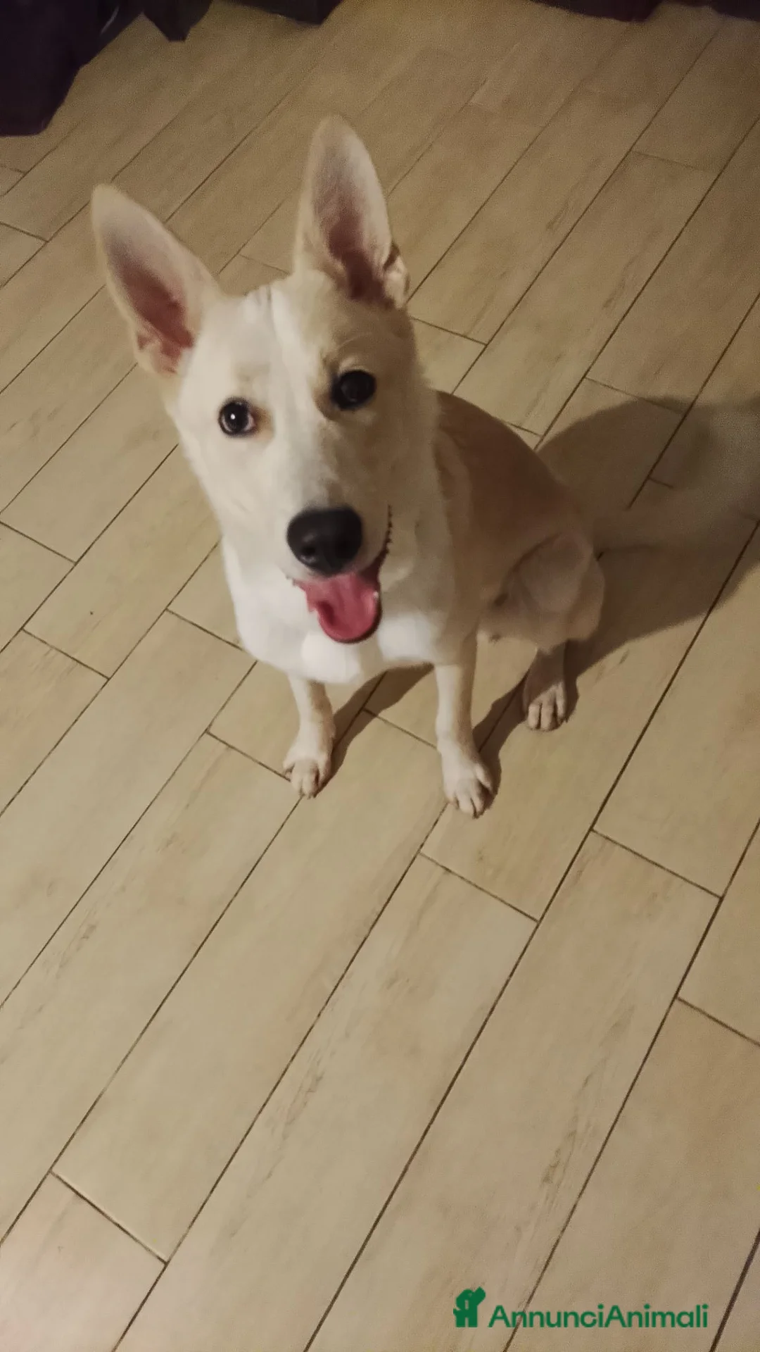 Meticcio cani in regalo: ADOZIONE URGENTISSIMA!  - Annuncio 1