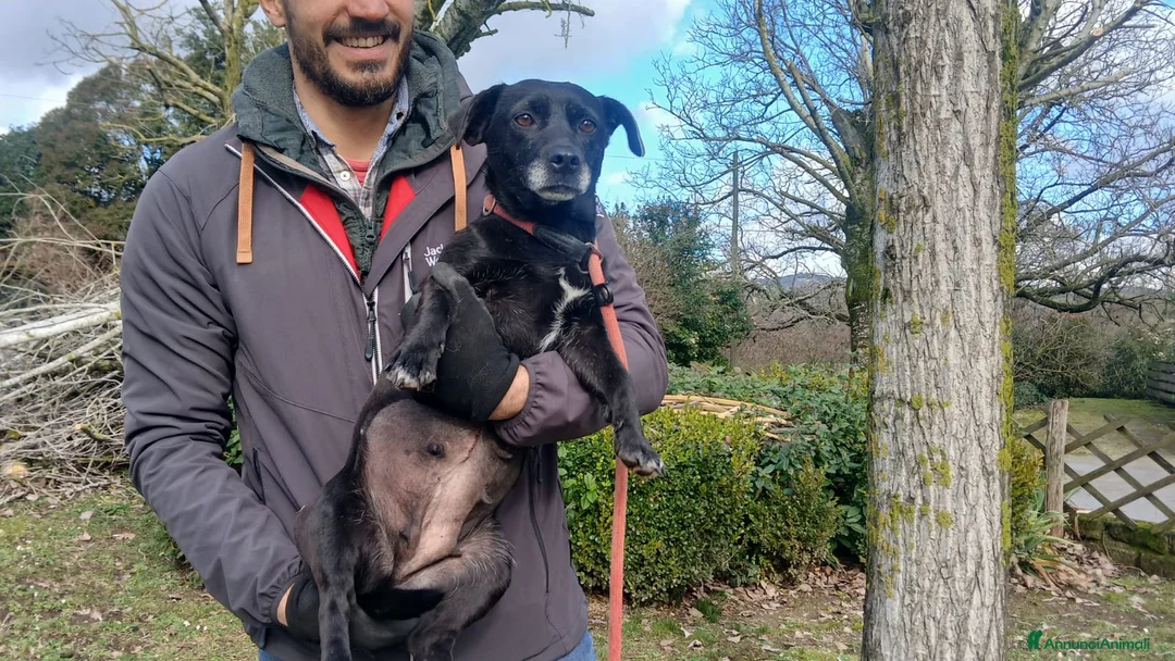 Meticcio cani in regalo: LA DOLCE MERLINA HA BISOGNO DI UNA MAMMA - Annuncio 4