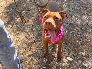 Pitbull cani Shakira meravigliosa pitbull - Annuncio 1