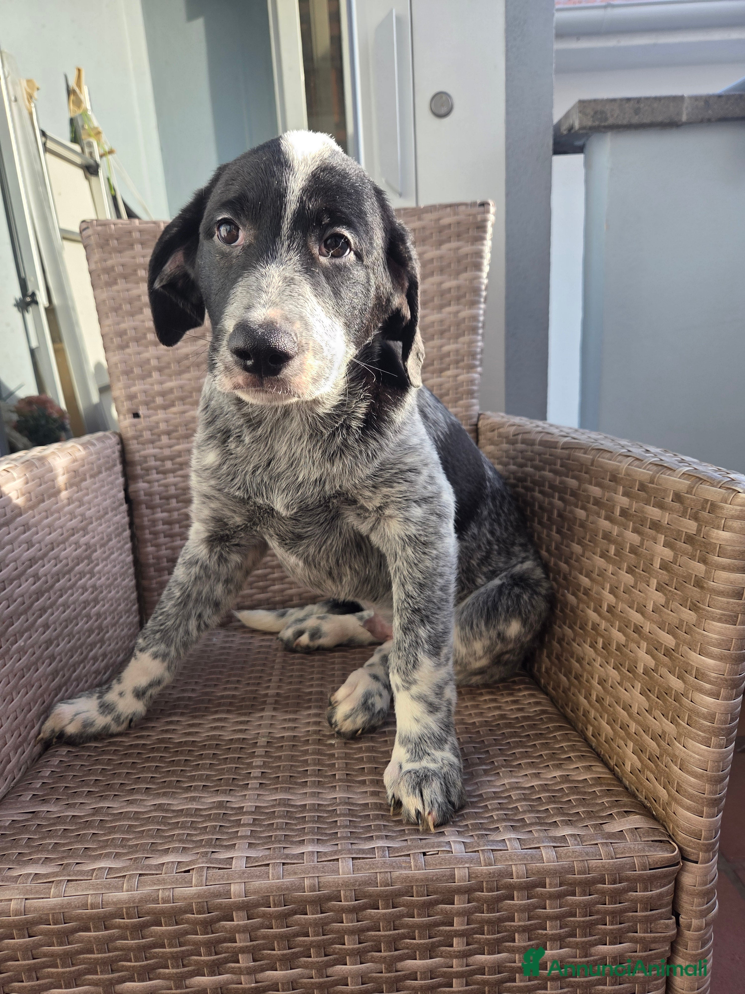 Meticcio cani Cuccioli meticci  - Annuncio 31